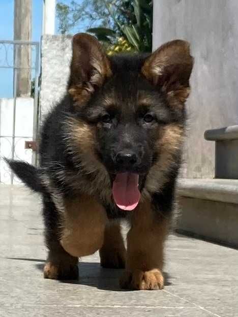 Cachorro de raça Pastor Alemão
