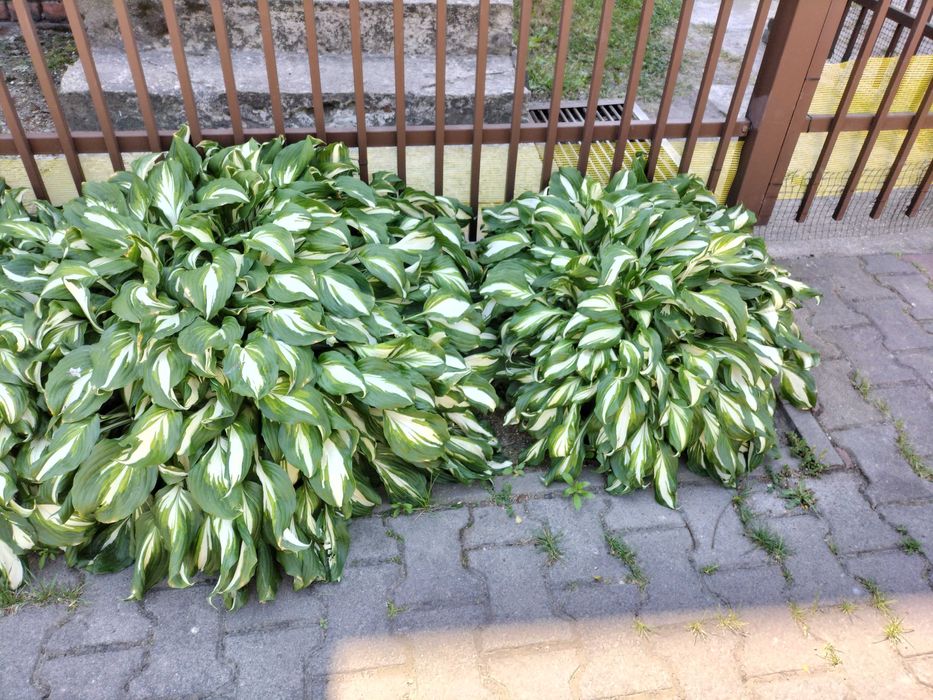 funkia (hosta) - kwiaty wieloletnie do ogrodu