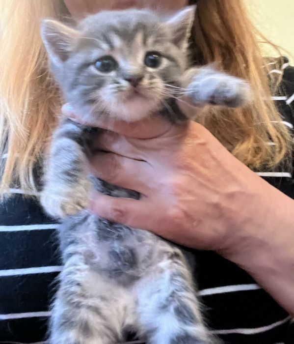 ККошенята помісь сибіряків із бенгалами