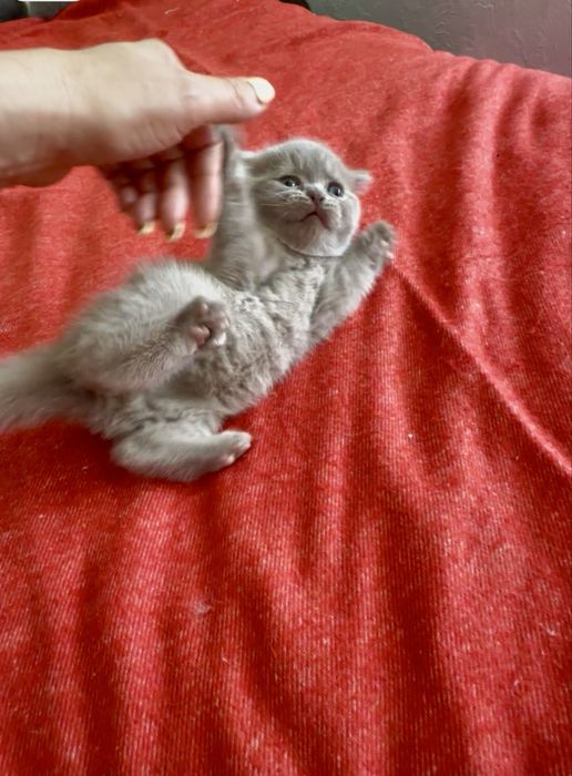 Gatinho Scottich Straight lilac