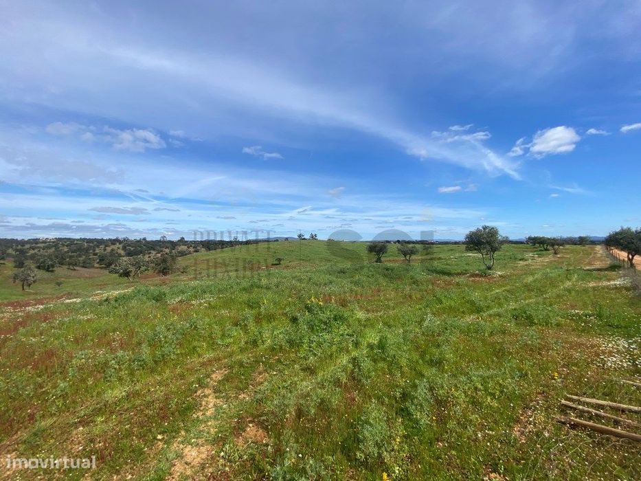 Terreno Rustico com Olival em Vila Nova de São Bento - Serpa