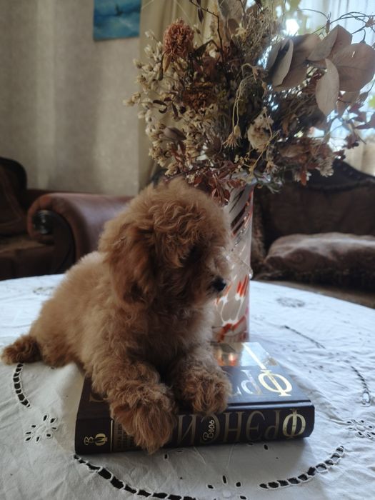 Той пудель девочка без брака документы КСУ