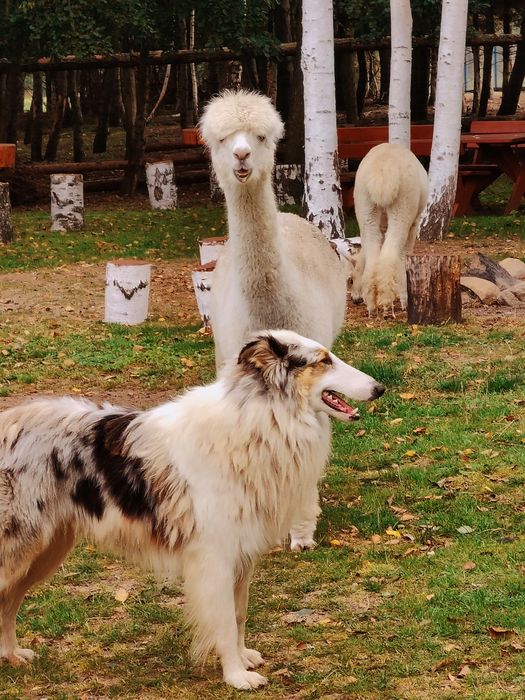 Alpaki,alpaka,samice