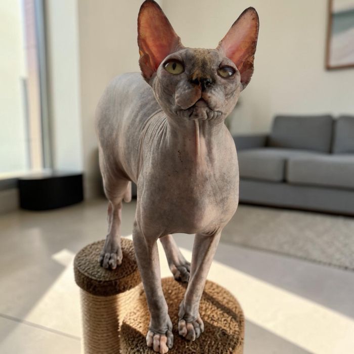 Fêmea Sphynx disponível