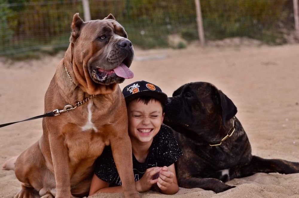 Cane Corso szczenię