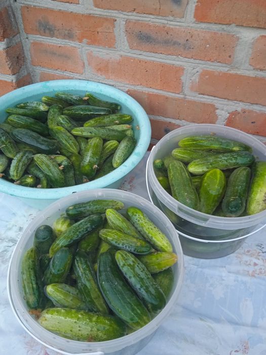 Огурцы соленые. 2025 года.