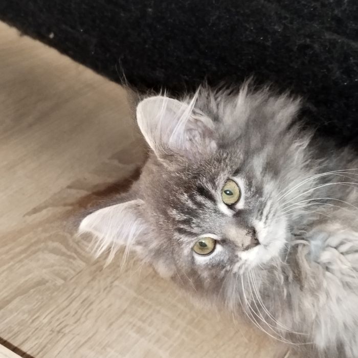 Kocurek niebieski Maine Coon