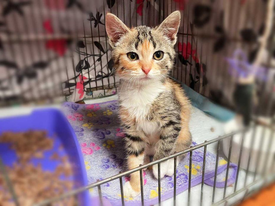 Крихітна милота Моллі (2,5 м) дуже хоче додому! Кошеня, кішка