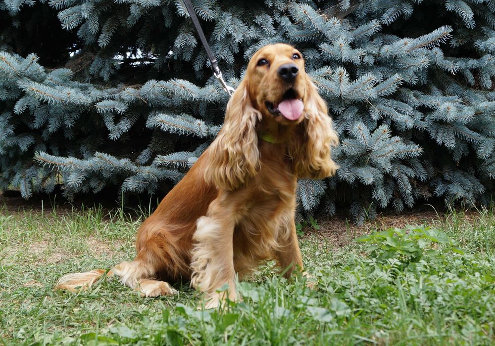 Cocker Spaniel angielski SUCZKA