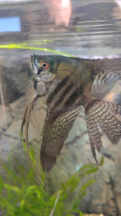 Skalar pinoy zebra blue koi