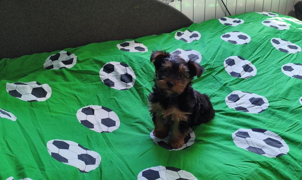 Yorkshire terrier