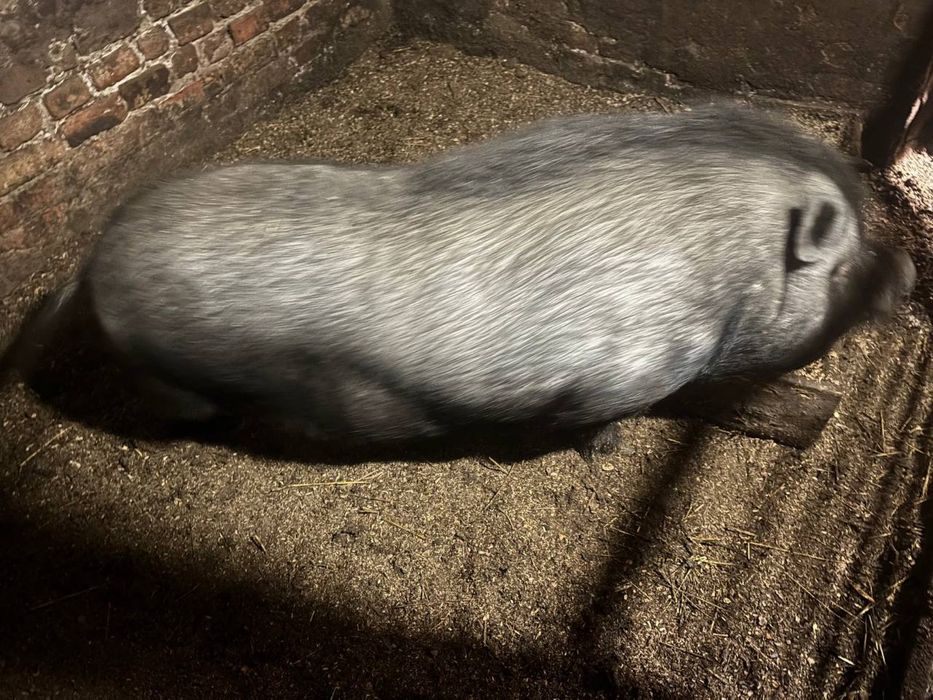 Вʼєтнамський кабан| Вьетнамский кабан| Вʼєтнамский кабанчик | кабанчик