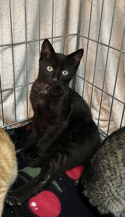 Hebcio i Gucio do adopcji kociaki 3 miesiace