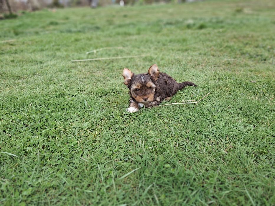 York Piesek Rodowód