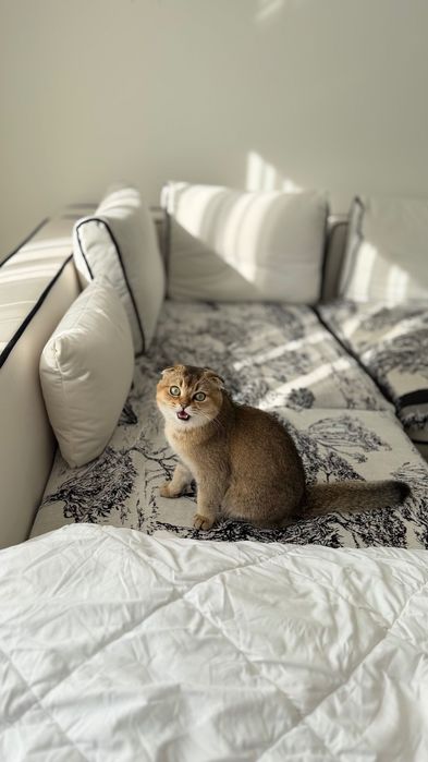 Золота шиншила, котик