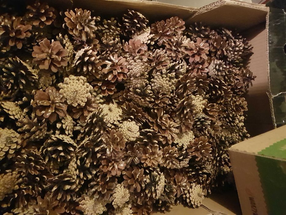 Szyszki sosnowe 5 cm  / 150 szt