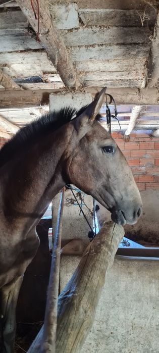 Poldra Lusitana baia 15meses
