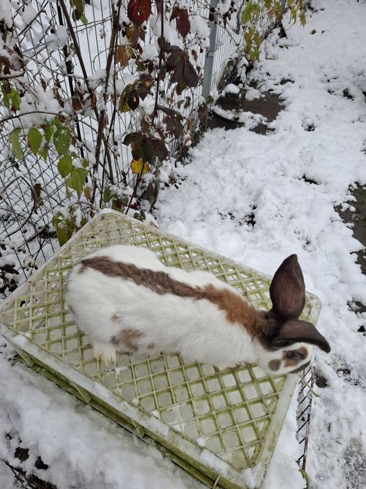 Srokacz srokacze samce