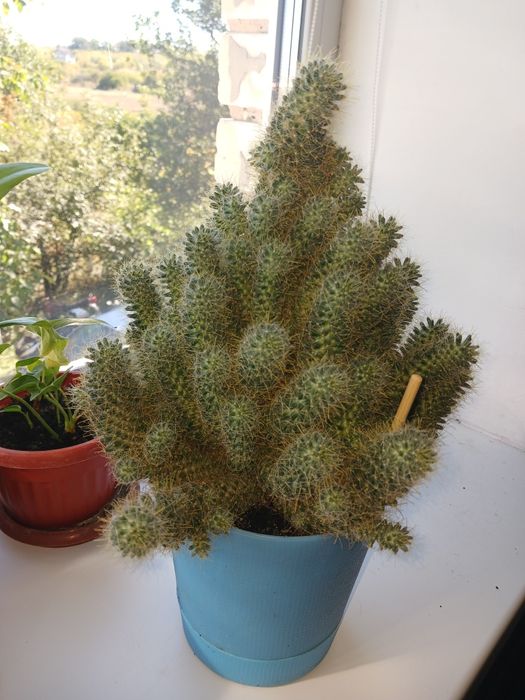 Цветы каланхоэ, петра кротон, суккуленты, алое, шлюмбергера, декабрист