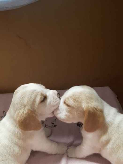 Щенки бигля продам