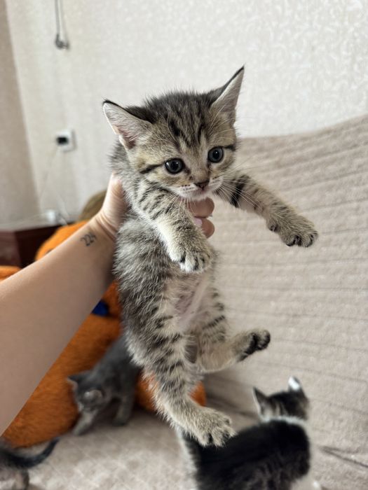Котята тигрята мама шотландская
