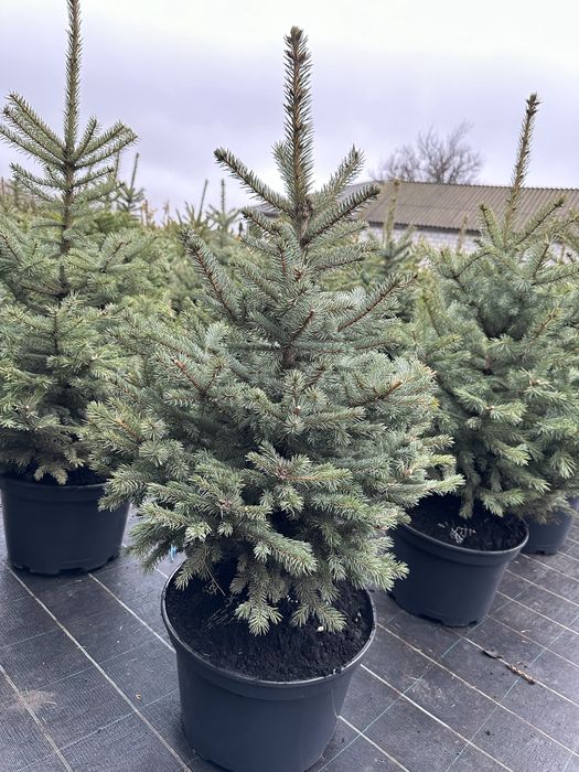 Ялинка, ялинка новорічна , ялинка Кейбаб, жива ялинка, йолка