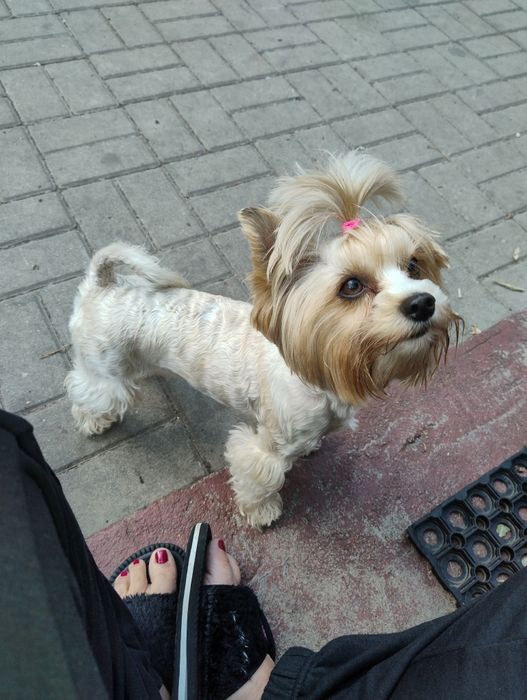 Yorkshire terrier Black end white piesek