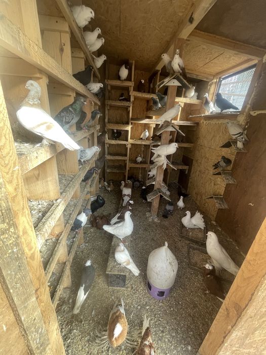 Likwidacja gołebnika