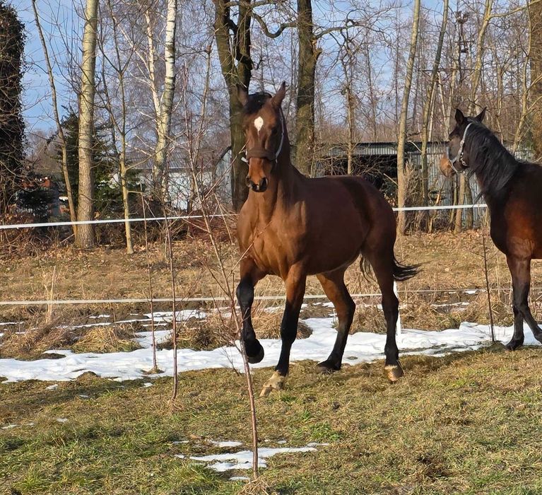 Wałach wegierskiego pochodzenia