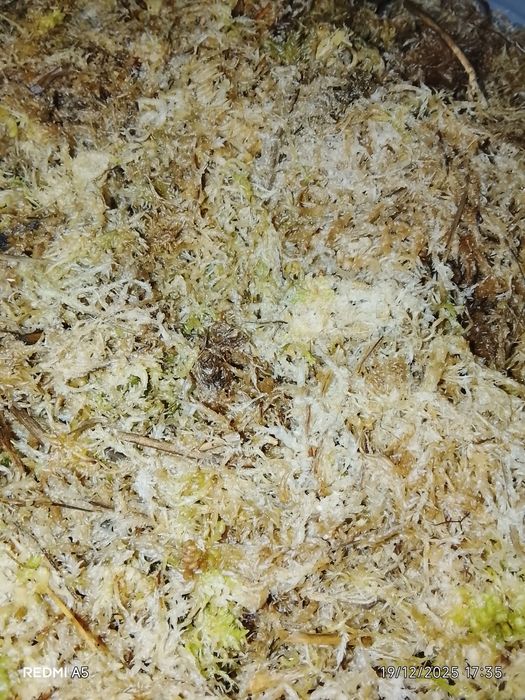 Musgo esfagno carnívora/orquídeas