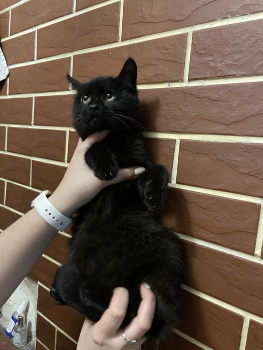 Безкоштовно кошенята