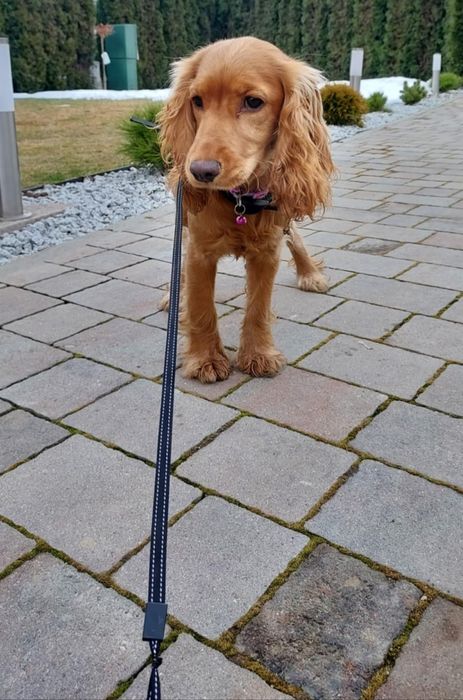 Cocker spaniel angielski