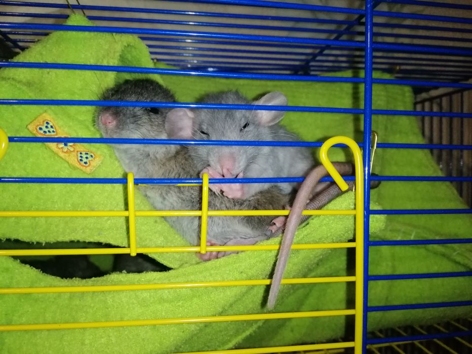 Крисяка, щур, пацюк, криса, щурята, крыса, гризун