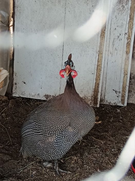 Vendo Galinha fraca !
