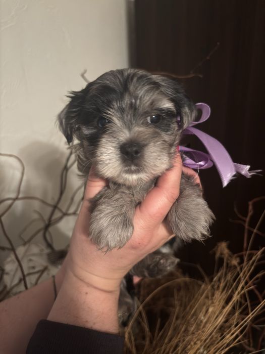 Sunia Yorkshire Terrier Blueberry Merle