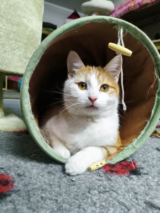 Rozbrykany, miły i otwarty kocurek Kapral