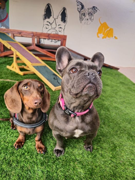 Cresche paricular av.roma lisboa para caes