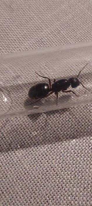 camponotus herculeanus