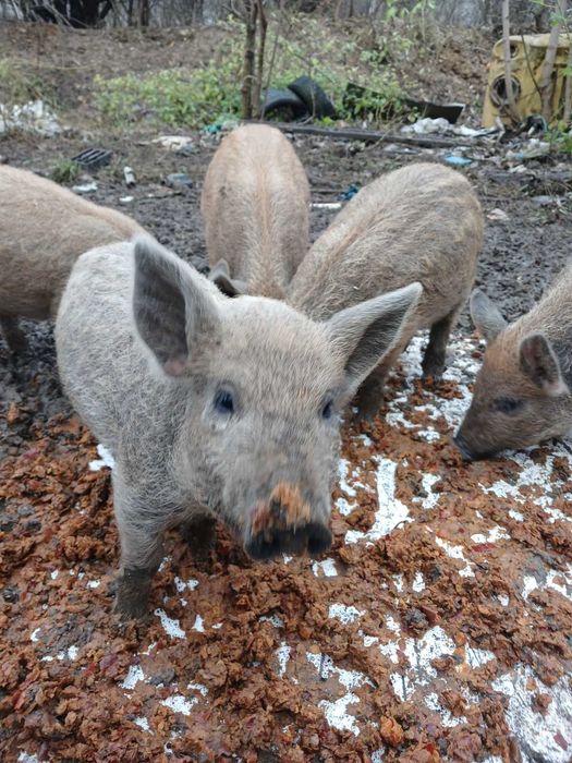 Венгерска мангалица свиня з 15 жовтня
