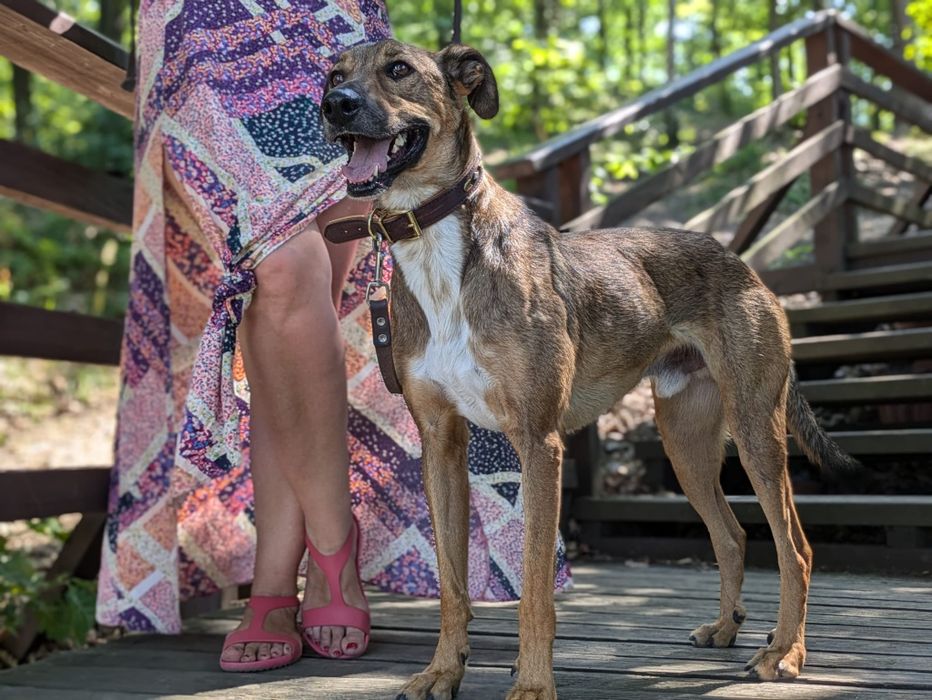 Przepiękny Pesto w typie charta szuka domu! Adopcja