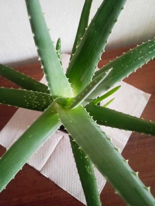 Алоэ древовидное (столетник), Красула