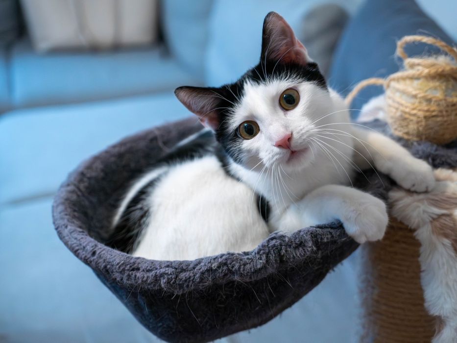 Uroczy kocurek szuka domu!