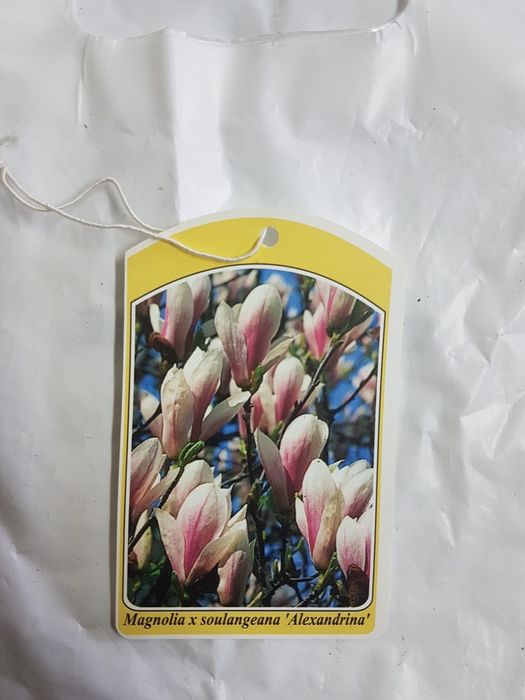 Etykiety kolorowe ze zdjęciem na MAGNOLIE różne rodzaje