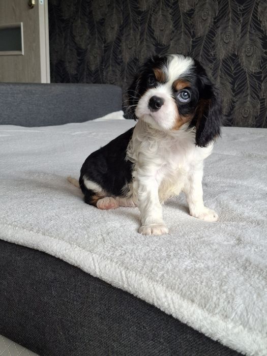 Cavalier King Charles Spaniel
