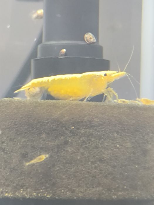 Krewetki Neocaridian yellow