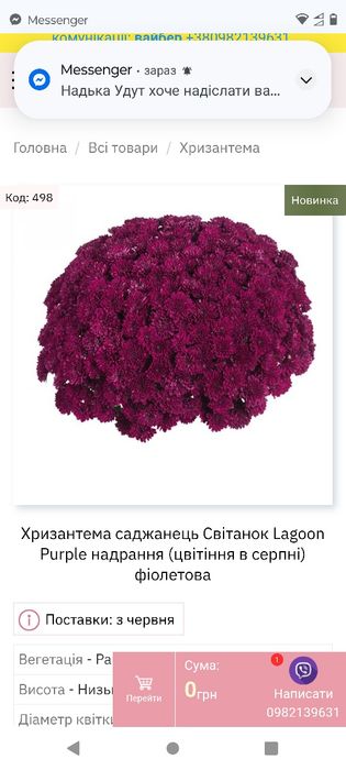 хризантема мультифлора