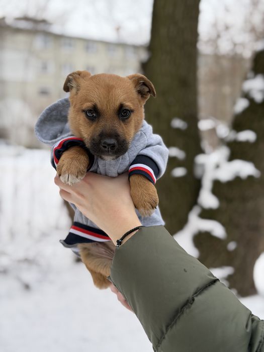 Маленьке цуценя Бублик