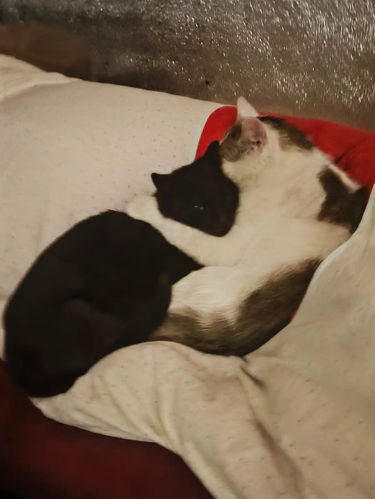 Отдам кота в хорошие руки