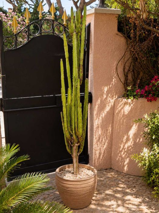 Cacto/Euphorbia Trigona Rubra – exemplar adulto com cerca de 1,6 m