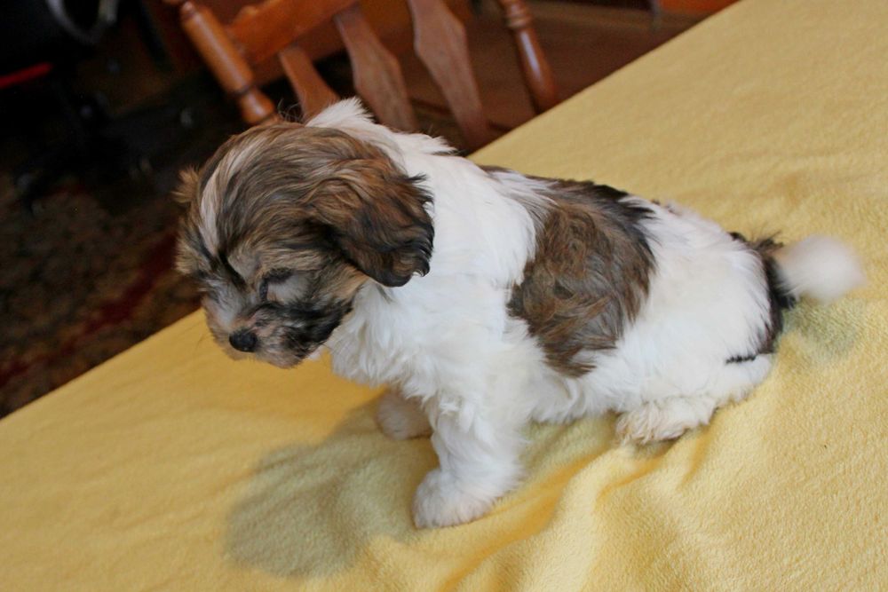 Śliczny Szczeniak z Rodowodem